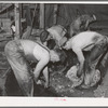 Shearing sheep on ranch. In 1937, Oregon produced more that 17,000,000 pounds of wool, the average weight per fleece being about eight and a quarter pounds