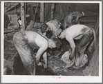 Shearing sheep on ranch. In 1937, Oregon produced more that 17,000,000 pounds of wool, the average weight per fleece being about eight and a quarter pounds