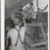 Throwing fleece up to be put into sack. Sheep shearing time on ranch in Malheur County, Oregon