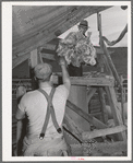 Throwing fleece up to be put into sack. Sheep shearing time on ranch in Malheur County, Oregon