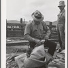 Tying up sacks which will be used to hold wool. Sheep shearing time on ranch in Malheur County, Oregon
