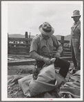 Tying up sacks which will be used to hold wool. Sheep shearing time on ranch in Malheur County, Oregon