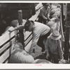 Counting off the sheep as they enter the pens for shearing. Ranch in Malheur County, Oregon