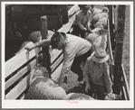 Counting off the sheep as they enter the pens for shearing. Ranch in Malheur County, Oregon