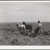 Farm scene. Vale-Owyhee irrigation project, Malheur County, Oregon. Increased dairy and beef herds are now consuming most of hay and feed crops produced in the section