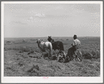 Farm scene. Vale-Owyhee irrigation project, Malheur County, Oregon. Increased dairy and beef herds are now consuming most of hay and feed crops produced in the section