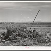 Pile of rabbit brush and sage brush which will be used for heating. Farm on the Vale-Owyhee project, Malheur Co., OR. There are no trees except those raised and irrigated for shade and ornamental purposes and their wood is much too valuable to be burned