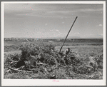 Pile of rabbit brush and sage brush which will be used for heating. Farm on the Vale-Owyhee project, Malheur Co., OR. There are no trees except those raised and irrigated for shade and ornamental purposes and their wood is much too valuable to be burned