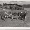 Calves belonging to Mr. White, FSA (Farm Security Administration) rehabilitation borrower at Dead Ox Flat. Vale-Owyhee irrigation project, Malheur County, Oregon