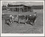 Calves belonging to Mr. White, FSA (Farm Security Administration) rehabilitation borrower at Dead Ox Flat. Vale-Owyhee irrigation project, Malheur County, Oregon