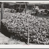 Corn raised for feed of Mr. White, FSA (Farm Security Administration) rehabilitation borrower at Dead Ox Flat. Vale-Owyhee irrigation project, Malheur County, Oregon