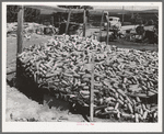 Corn raised for feed of Mr. White, FSA (Farm Security Administration) rehabilitation borrower at Dead Ox Flat. Vale-Owyhee irrigation project, Malheur County, Oregon