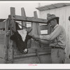 Tagging calf to be sold at auction. Ontario, Oregon