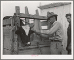 Tagging calf to be sold at auction. Ontario, Oregon