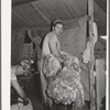 Taking away the fleece shorn from sheep. Ranch in Malheur County, Oregon