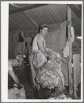 Taking away the fleece shorn from sheep. Ranch in Malheur County, Oregon