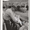 Painting brands on shorn sheep. Ranch in Malheur County, Oregon