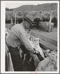 Painting brands on shorn sheep. Ranch in Malheur County, Oregon