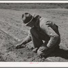 Newly-arrived farmer examining sprouting corn. Vale-Owyhee irrigation project, Malheur County, Oregon