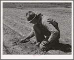 Newly-arrived farmer examining sprouting corn. Vale-Owyhee irrigation project, Malheur County, Oregon