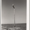 Lineman. Canyon County, Idaho