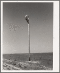 Lineman. Canyon County, Idaho