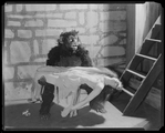 The gorilla