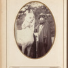 Photo of Blunt near horse in robes