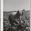 Putting lettuce in crates in the field. Canyon County, Idaho. Few women or children work in lettuce in this section