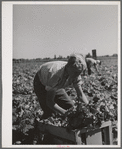 Putting lettuce in crates in the field. Canyon County, Idaho. Few women or children work in lettuce in this section