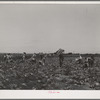 Lettuce fields with pickers. Canyon County, Idaho