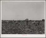 Lettuce fields with pickers. Canyon County, Idaho