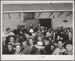 High school boys and girls in trucks going to pick peas. Nampa, Canyon County, Idaho. No one under fifteen years of age was hired