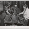 Grading peas for packing and shipment. Nampa, Canyon County, Idaho