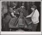 Grading peas for packing and shipment. Nampa, Canyon County, Idaho