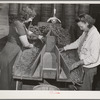 Grading peas for packing and shipment. Nampa, Canyon County, Idaho