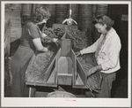 Grading peas for packing and shipment. Nampa, Canyon County, Idaho