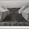 Tents in the mobile unit of the FSA (Farm Security Administration) labor camp. Nampa, Idaho
