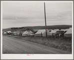 Pea pickers' (labor contractor) camp. Canyon County, Idaho