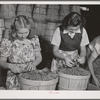 "Dressing" crates of peas for shipment. Canyon County, Idaho