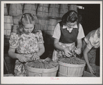 "Dressing" crates of peas for shipment. Canyon County, Idaho
