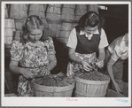 "Dressing" crates of peas for shipment. Canyon County, Idaho