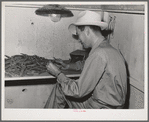 State inspector examining peas. Canyon County, Idaho