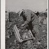 Packing lettuce into crates in field. Canyon County, Idaho