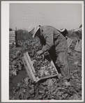 Packing lettuce into crates in field. Canyon County, Idaho
