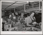Cleaning lettuce and packing it for shipment. Canyon County, Idaho