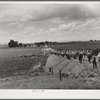 Pea pickers going into the fields. This is the group which travels with a labor contractor. Canyon County, Idaho