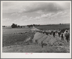 Pea pickers going into the fields. This is the group which travels with a labor contractor. Canyon County, Idaho