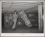 Crates of lettuce being wheeled to refrigerator cars for shipment. Canyon County, Idaho