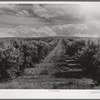 Orchard. Canyon County, Idaho. Approximately 300 cars of peaches are shipped for Idaho annually